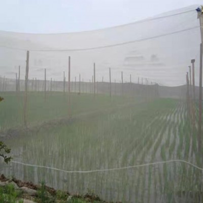 水稻秧苗防虫网科学选用防虫网替代无纺布防虫网